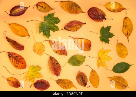 Wunderbare bunte Herbstblätter auf hellgelbem Hintergrund. Angenehme Herbstfarben. Schöne Herbstblätter auf beigem Hintergrund. Kreative Inhalte Stockfoto