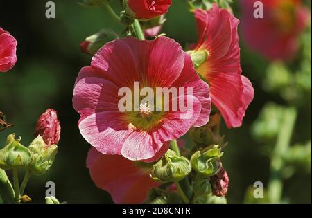 HOLLYHOCK BLUME ALCEA ROSEA IN GIVERNY IN FRANKREICH Stockfoto