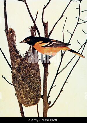 Der Baltimore oriole (Icterus galbula) ist eine kleine Eisvogel Amsel, die im Osten Nordamerikas als Zugvogel häufig ist. Es erhielt seinen Namen von der Ähnlichkeit der Farben des Männchens mit denen auf dem Wappen von Lord Baltimore. Beobachtungen der Verpaarung zwischen dem Baltimore-Oriol und dem westlichen Bullock-Oriol, Icterus bullockii, führten dazu, dass beide als eine einzige Art, die nördliche Oriole genannt wird, von Birds : Illustrated by color Photography : a monthly serial. Kenntnisse über Bird-Life Vol. 1 Nr. 1 Juni 1897 Stockfoto