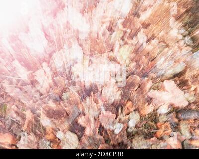 Abstrakte Rinde von absterbenden Fichte Baum von Rinde Bienenkäfer Würmer angegriffen gefallen. Sterbender Wald Stockfoto