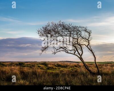 Oktober Blick über Bursdon Moor, Hartland, North Devon, England, Großbritannien. Stockfoto