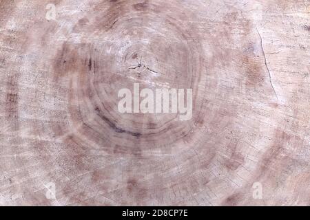 Fiel einen Baum herunter. Jahresringe auf Holz. Der strukturierte Hintergrund eines natürlichen Baumes. Stockfoto