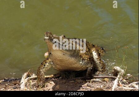 AUSTRALISCHE FRESWATER Krokodil Crocodylus Johnstoni, Erwachsenen entstehen aus Wasser, Australien Stockfoto