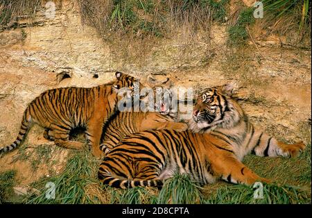 Sumatra-TIGER Panthera Tigris Sumatrae, weibliche mit zwei jungen Stockfoto