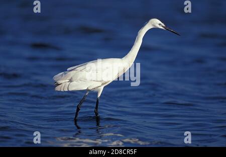 SILBERREIHER EGRETTA GARZETTA, IM WASSER STEHENDER ERWACHSENER, NAMIBIA Stockfoto