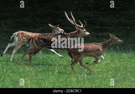 AXISHIRSCHE Achse Achse, Männchen und Weibchen ausgeführt Stockfoto