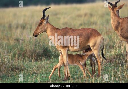 HARTEBEEST ALCELAPHUS BUSELAPHUS, KALBSSÄUGEMUTTER, MASAI MARA PARK IN KENIA Stockfoto