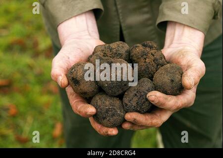 PERIGORD Trüffel Tuber Melanosporum, DROME IN THE SOUTH EAST OF FRANCE Stockfoto