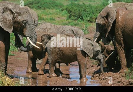 AFRIKANISCHER ELEFANT LOXODONTA AFRICANA, GRUPPE MIT SCHLAMMBAD, KENIA Stockfoto