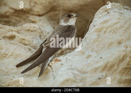 Sand martin (Riparia riparia), Steilwand mit Brutlöchern, Deutschland Stockfoto