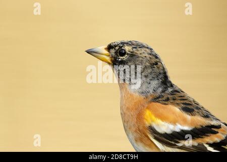 brambling (Fringilla montifringilla), halblanges Porträt, männlich, Niederlande Stockfoto