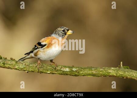 brambling (Fringilla montifringilla), männlicher Barsch auf einem Zweig, Niederlande Stockfoto