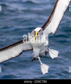 Nördlicher Bullers Albatross, Bullers Albatross, Bullers Mollymawk (Thalassarche bulleri platei, Thalassarche platei), Erwachsene, die auf dem Wasser landen Stockfoto