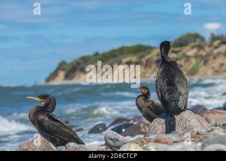 Kormoran (Phalacrocorax carbo), Truppe an der Ostsee, Deutschland, Mecklenburg-Vorpommern, Rügen Stockfoto