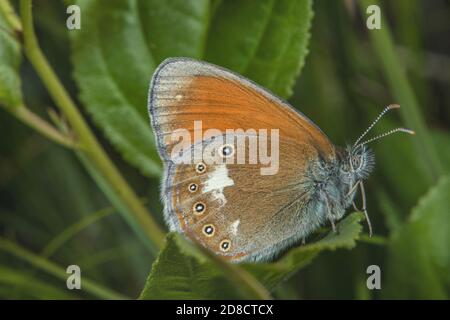 Kastanienheide (Coenonympha glycerion, Coenonympha iphis), auf einem Blatt sitzend, Seitenansicht, Deutschland Stockfoto