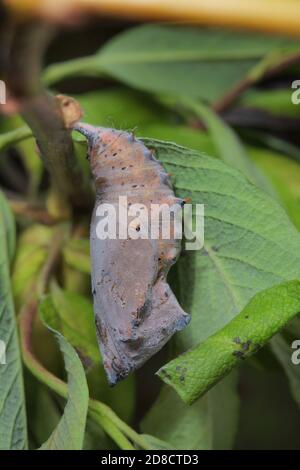 Gelbbeinige Schildpatt, seltene Schildpatt (Nymphalis xanthomelas), Puppe, Deutschland Stockfoto