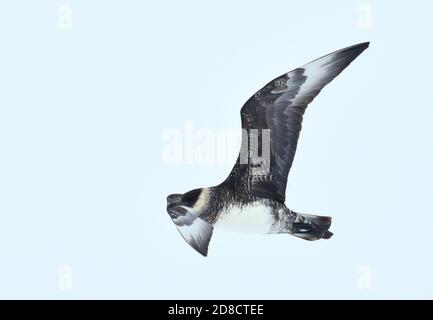 Pomarine skua (Stercorarius pomarinus), Sudadult im Flug, Norwegen, Spitzbergen Stockfoto