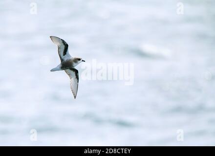 Peale-Sturmvogel, melierter Sturmvogel (Pterodroma inexpectata), der über dem südlichen pazifischen Ozean fliegt, zeigt unter Flügelmuster, Neuseeland, Chatham Stockfoto