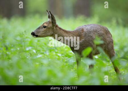 Rehe (Capreolus capreolus), Hirsche auf einer Waldwiese, Seitenansicht, Belgien Stockfoto