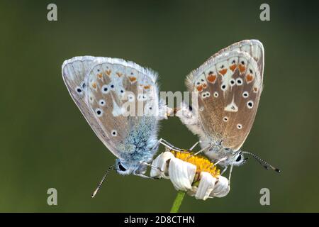 Türkisblau (Plebicula dorylas, Polyommatus dorylas), Paarung, Deutschland Stockfoto