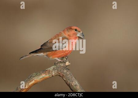 Papageienkreuzschnabel (Loxia pytyopsittacus), Männchen auf einem Zweig, Niederlande, Utrecht Stockfoto