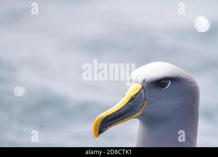 Northern Buller's Albatross, Buller's Albatross, Buller's mollymawk (Thalassarche bulleri platei, Thalassarche platei), Portrait, Neuseeland, Stockfoto