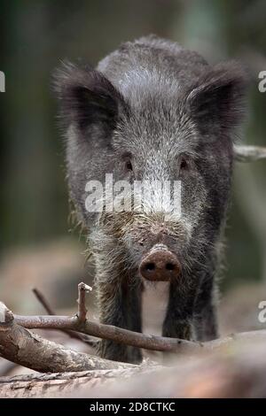 Wildschwein, Schwein, Wildschwein (Sus scrofa), Wildsaat im Wald, Vorderansicht, Deutschland, Schwarzwald Stockfoto