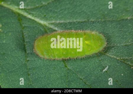 Holly Blue, Holly-Blue (Celastrina argiolus, Celestrina argiolus, Cyaniris argiolus, Lycaena argiolus), Raupe auf einem Blatt, Deutschland Stockfoto