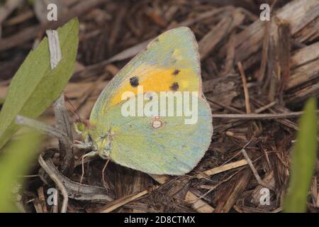 Dunkelgetrübtes Gelb, gemeines getrübtes Gelb (Colias croceus, Colias crocea), am Boden, Deutschland Stockfoto