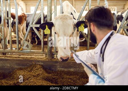 Männlicher Tierarzt streichelt und beruhigt eine Kuh bei einer Untersuchung von Tieren auf einem Milchviehbetrieb. Stockfoto