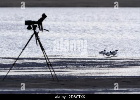 Reliktmöwe (Ichthyaetus relictus, Larus relictus), Erwachsene Vögel in der Nähe der Küste mit einem Zielfernrohr auf Stativ, Mongolei, Ikhes-See Stockfoto