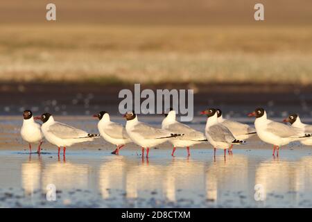 Reliktmöwe (Ichthyaetus relictus, Larus relictus), Erwachsene Vögel, die in der Nähe der Küste, der Mongolei, dem Ikhes-See, halten Stockfoto