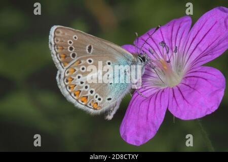Geranium Argus (Aricia eumedon, Eumedonia eumedon, Plebejus eumedon, Plebeius eumedon, Lycaena eumedon), sitzt auf Geranium, Deutschland Stockfoto