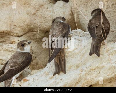 Sand martin (Riparia riparia), drei Sand-martins, die an einer Steilwand mit Brutlöchern stehen, Deutschland Stockfoto