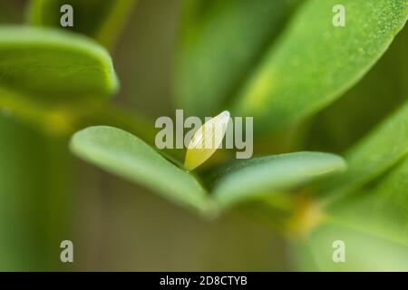 Berger's getrübtes Gelb (Colias australis, Colias alfacariensis), Ei auf einem Blatt, Deutschland Stockfoto