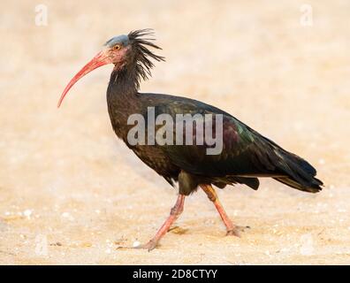 Einsiedler Ibis, Nordkahl Ibis (Geronticus eremita), Wandern am Sandstrand, Seitenansicht, Marokko, Timri Stockfoto