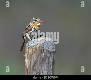 Papageitaucher (Nystalus maculatus, Nystalus maculatus maculatus), auf Holzpfosten, Brasilien Stockfoto