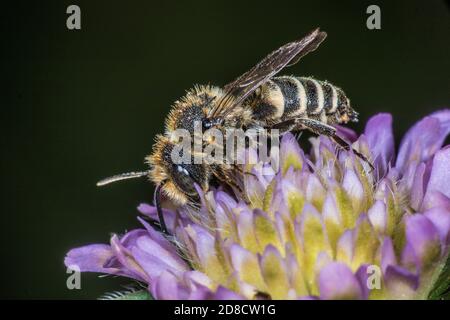 Schwanzbiene (Coelioxys mandibularis), Männchen auf einer Blume, Deutschland Stockfoto