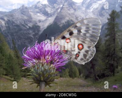 apollo (Parnassius apollo), auf einer Distel sitzend, Alpen im Hintergrund, Deutschland Stockfoto