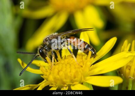 Schweißbiene (Lasioglossum calceatum), Männchen auf einer Blume, Deutschland Stockfoto