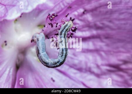 Lindenfleck-Mops (Eupithecia centaureata), Raupe in blasser Fliederblüte, Deutschland Stockfoto