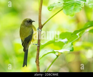 Neuseeländischer Glockenvogel, Korimako, Makomako (Anthornis melanura), gebrannter Vogel, der an einem Ast steht, Neuseeland, Nordinsel, Tiritiri Matangi Stockfoto