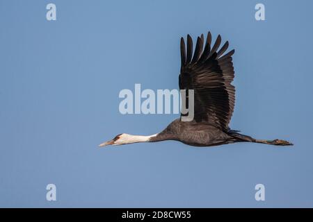 kapuzenkran (Grus monacha), im Flug, zeigt unter Flügel, Japan, Kyushu, Izumi-shi Stockfoto