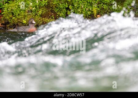 Blaue Ente, Whio (Hymenolaimus malacorhynchos), Männchen schwimmen in Stromschnellen, Neuseeland, Nordinsel, Turangi Stockfoto