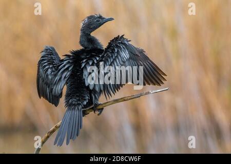 Zwergkormoran (Phalacrocorax pygmeus, Microcarbo pygmaeus), auf einem Zweig über einem lokalen ländlichen See sitzend, trocknet seine Flügel, Italien, Piana fiorentina Stockfoto