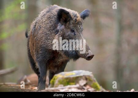 Wildschwein, Schwein, Wildschwein (Sus scrofa), Wildsaat im Wald, Vorderansicht, Deutschland, Schwarzwald Stockfoto