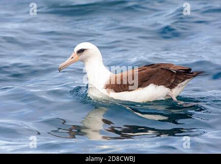 laysan Albatross (Diomedea immutabilis, Phoebastria immutabilis), Schwimmen auf dem Meer, USA, Kalifornien, Half Moon Bay Stockfoto