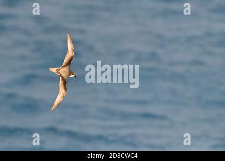 Peale-Sturmvogel, melierter Sturmvogel (Pterodroma inexpectata), der über den südlichen pazifik fliegt, zeigt unter Flügelmuster, Neuseeland, die Schlingen Stockfoto