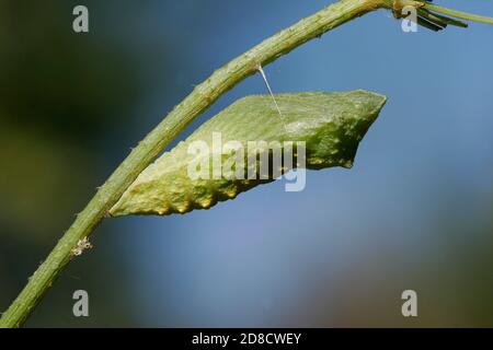 Schwalbenschwanz (Papilio machaon), umgürtete Puppe an einem Stelpe, Seitenansicht, Deutschland Stockfoto