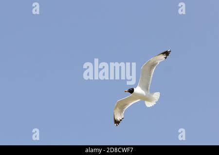 Große Schwarzkopfmöwe, Pallas-Möwe (Larus ichthyaetus, Ichthyaetus ichthyaetus), im Flug erwachsen, China, Koko NOR Stockfoto